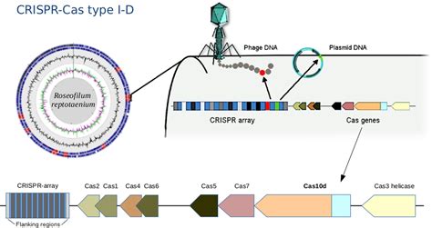 Frontiers Crispr Cas Defense System And Potential Prophages In