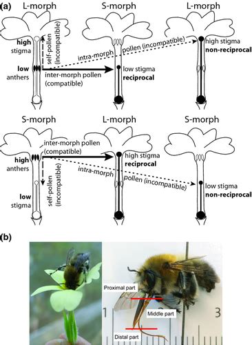 Heterostyly Promotes Disassortative Pollination And Reduces Sexual