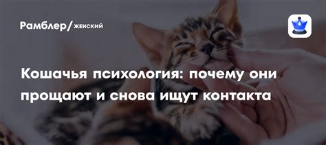 Кошачья психология: почему они прощают и снова ищут контакта - Рамблер ...