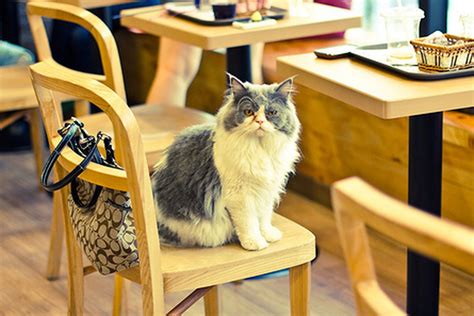 Cat Coffee Shop Houston Houston S Only Cat Cafe El Gato Coffeehouse