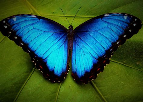 Most Beautiful Butterflies