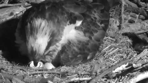 First Hatch At Dyfi Is Quite Vocal Dyfi Osprey Project Youtube