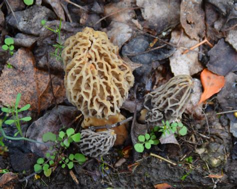 Morel Habitat Mushroom Grow Kit 2 Pound Backyard Morel Growing Kit Ebay