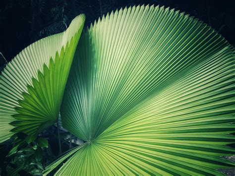 Close Up Of Palm Tree Leaves Tree Leaves Photography Palm Tree