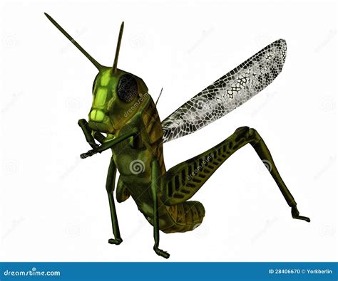 Standing Grasshopper Cartoon Character Vector Illustration