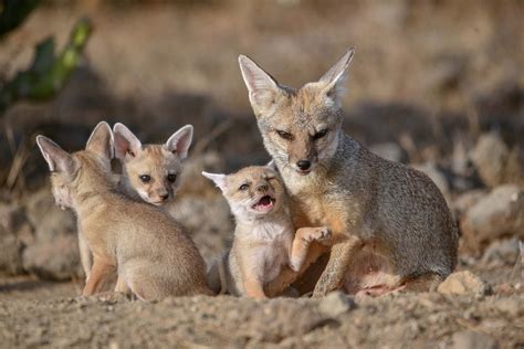 Kit Fox Animals Happen Wildlife Control