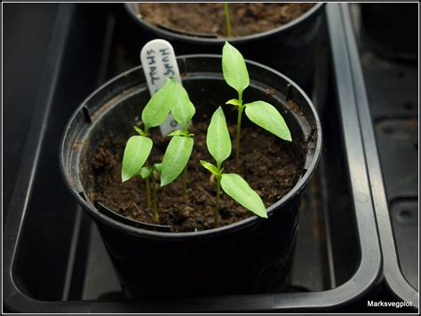 Marks Veg Plot Potting Up Chilli Seedlings
