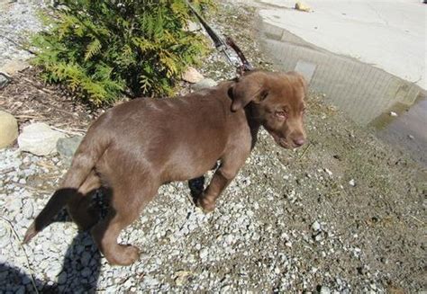 However free labrador retrievers are a rarity as rescues usually charge a small adoption fee to cover their expenses ($100 to $200). Labrador Retriever Puppy for Sale - Adoption, Rescue for ...