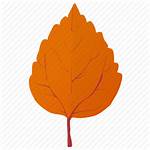 Autumn Leaf Orange Fall Icon Aspen Birch