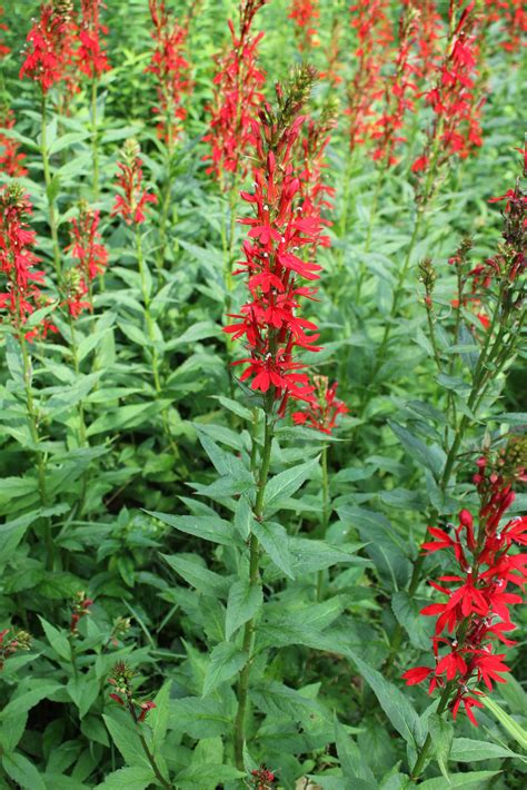 Cardinal Flower Powdermill Nature Reserve