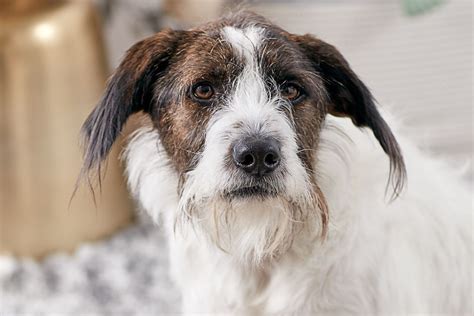 Dog Mutts Mixed Breeds