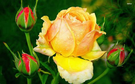 Free Photo Yellow Rose Flower T Nature Free Download Jooinn