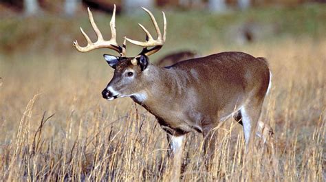 50 Unbelievable Facts About The White Tailed Deer Ultimate Guide 2023