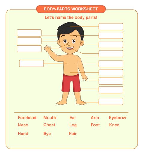 Human Body Parts Name With Picture For Kids