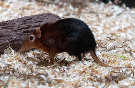 Elephant Shrew Animal Corner