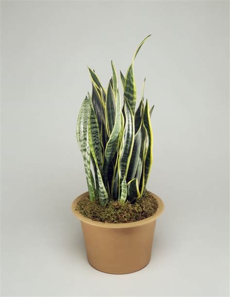 Indoor Plants For Air Purifying And Low Maintenance Care