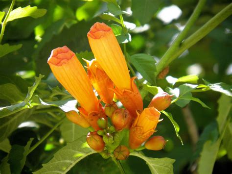 The flowers bloom in late winter to early spring on new wood in clusters of 2 to 5 flowers. #FeedtheBirds 1: Trumpet Vine: Hummingbird flower