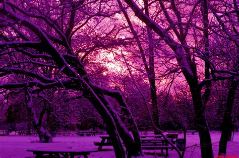 Purple Snow Tree Sunset Outdoor