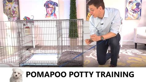 Pomapoo Potty Training From World Famous Dog Trainer Zak George How