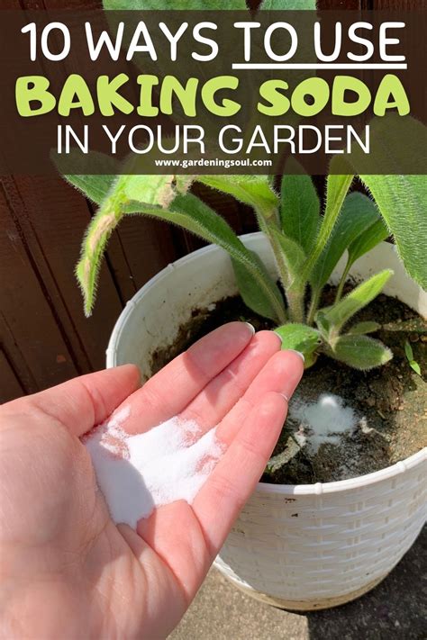 10 Ways To Use Baking Soda In Your Garden Plants Ants In Garden
