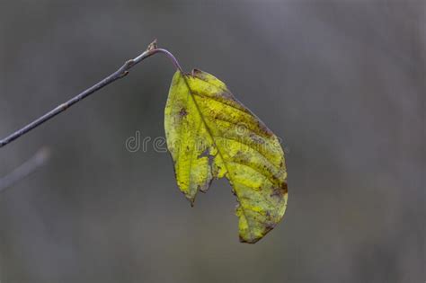 Lonely Autumn Leaf With A Wonderful Blurred Bokeh Background Autumn