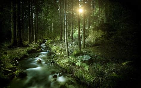 Dark Forest Wallpapers Wallpaper Cave Images And Photos Finder