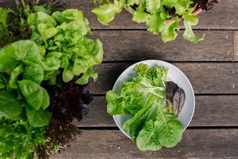 lettuce plant care and growing guide