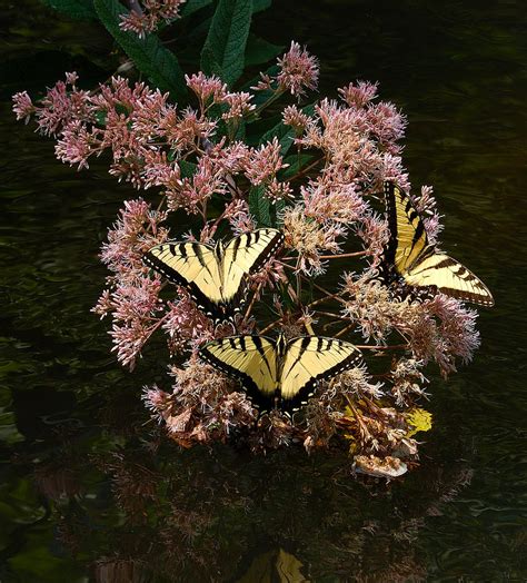 Tiger Swallowtails Photograph By Jaime Thomas Fine Art America