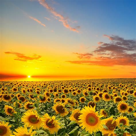 Sunset Over Sun Flowers Field Ipad Wallpapers Free Download