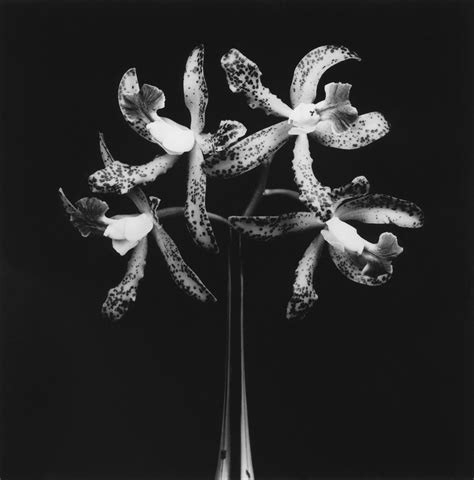 Orchids 1983 By Robert Mapplethorpe Ocula