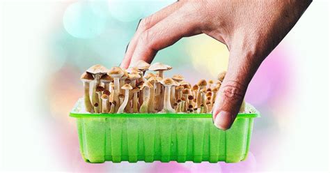 How To Grow Mushrooms A Beginners Guide Doubleblind Mag