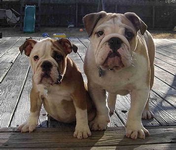 Frenchies live for human companionship. Bulldog - PETS 123