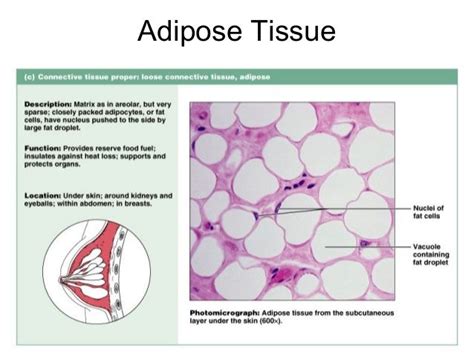 Adipose Tissue Adipose Tissue Loose Connective Tissue Adipose