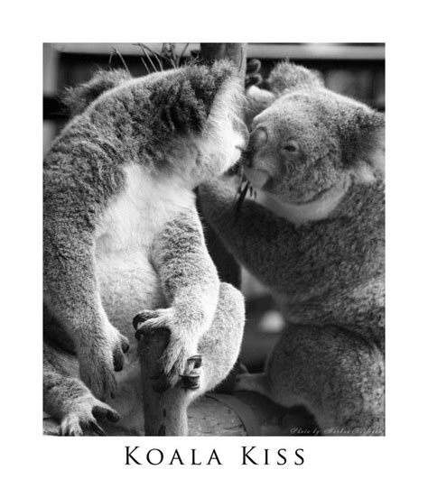 Koala Kiss By Mast On Deviantart Koala
