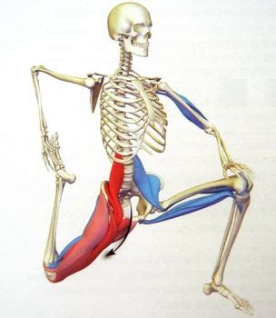 Movement at the hip is similar to that of the shoulder joint, but due to there are four muscles in anterior region of the thigh. Low back pain relief with deep muscle stretches. The muscles from legs attach to lower spine. If ...