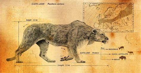 Panthera Spelaea Aka The Eurasian Cave Lion It Roamed Europe And Asia