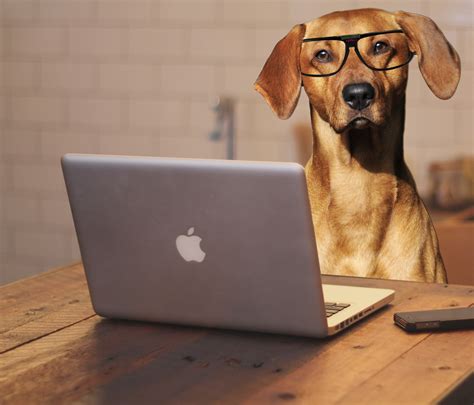 Dog Using Laptop Computer Free Stock Photo Public Domain Pictures