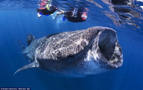 Breathtaking Images Show The Beauty Of Giant Whale Sharks Daily Mail