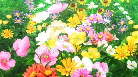 Top Imagen Anime Flower Field Background Thpthoanghoatham Edu Vn