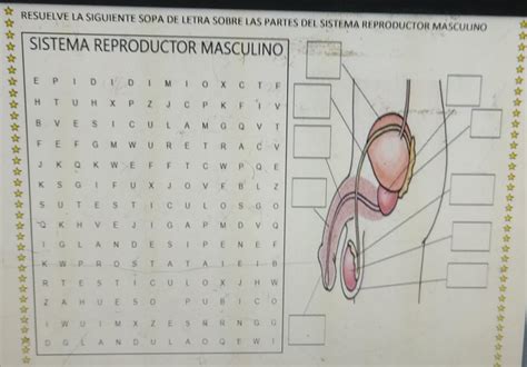 Crucigrama Y Sopa De Letras Aparato Reproductor Masculino Lab My Xxx