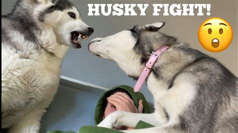 huskies first fight ever and how i stop it [so scary ] youtube
