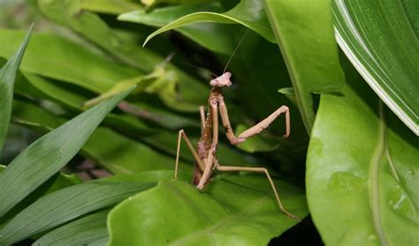 A Watching Praying Mantis Australian Geographic
