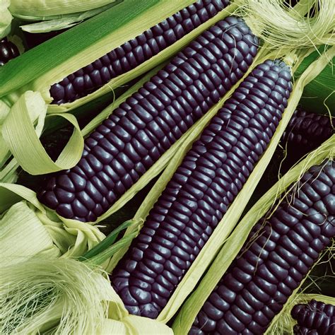 Hopi Blue Improved Ornamental Corn Seeds For Sale Everwilde Farms