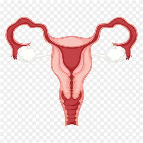 Female Reproductive System Clipart Png Similar Png