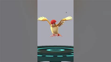 Pokémon Go Evolve Pidgey Pidgeotto Pidgeot Youtube