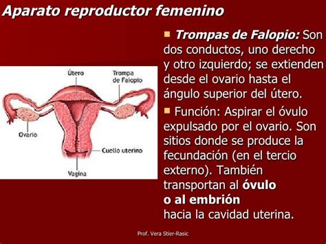 2 Aparato Reproductor Femenino Y Masculino