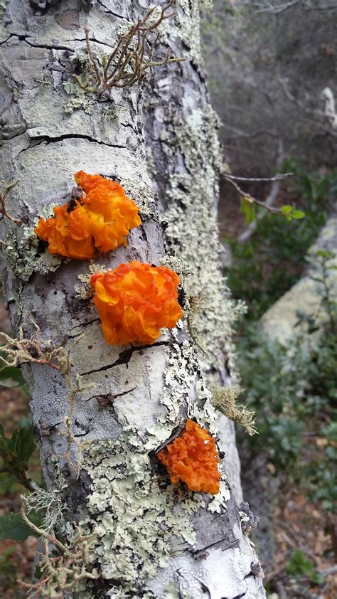 Looking To Id This Fungus Picture Taken Today On The