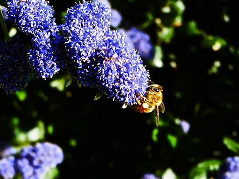 Grommet curates ingenious & useful products & gifts, made from small businesses & entrepreneurs. Busy Bee - Amelia Barnes | Flowers, Plants, Dandelion