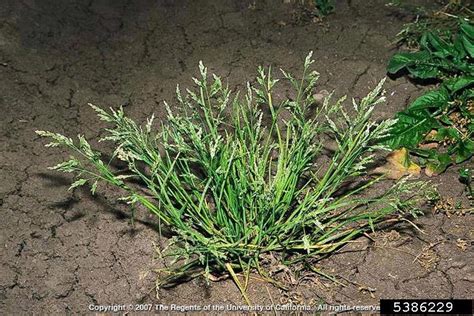 Annual Bluegrass Poa Annua Cyperales Poaceae 5386229