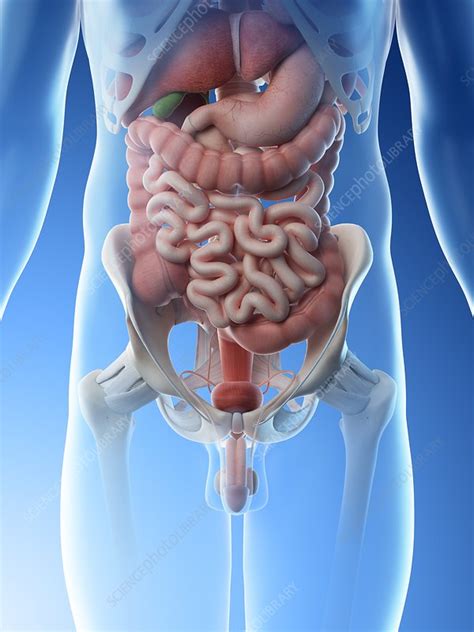 Male Abdominal Organs Illustration Stock Image F Science